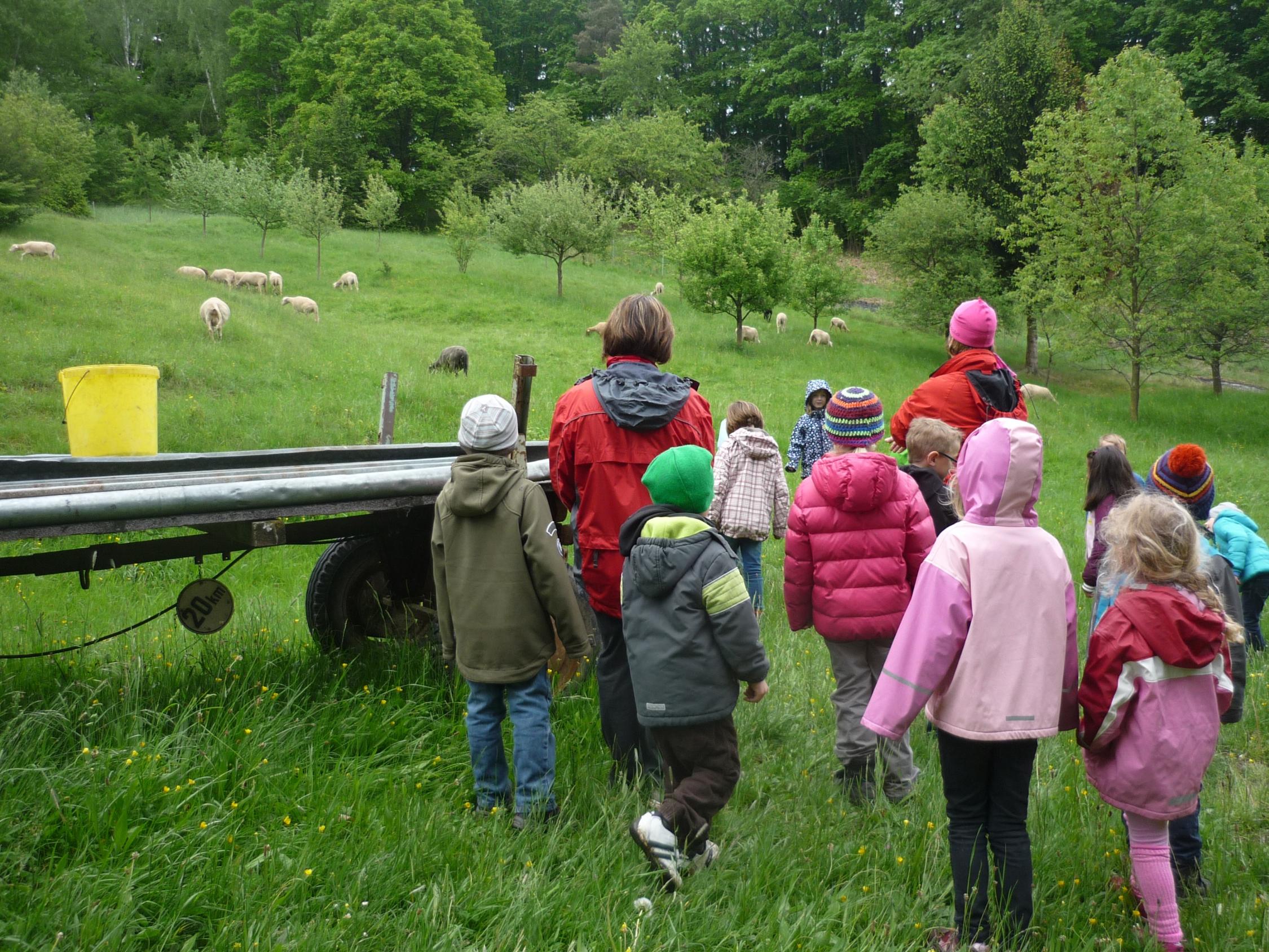 Besuch im Schafstall bei Familie Lips