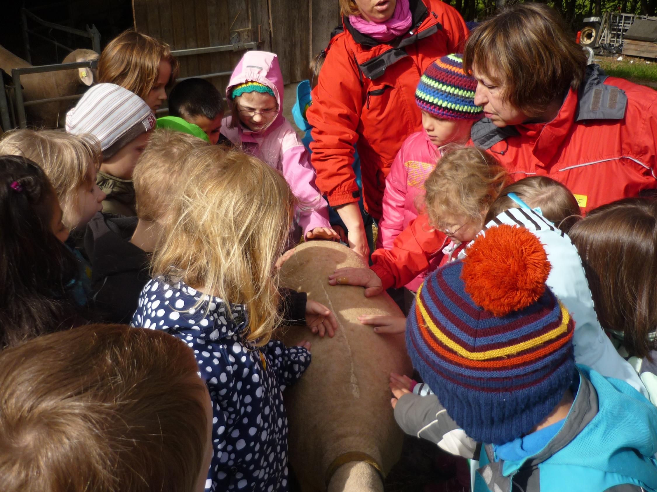 Besuch im Schafstall bei Familie Lips