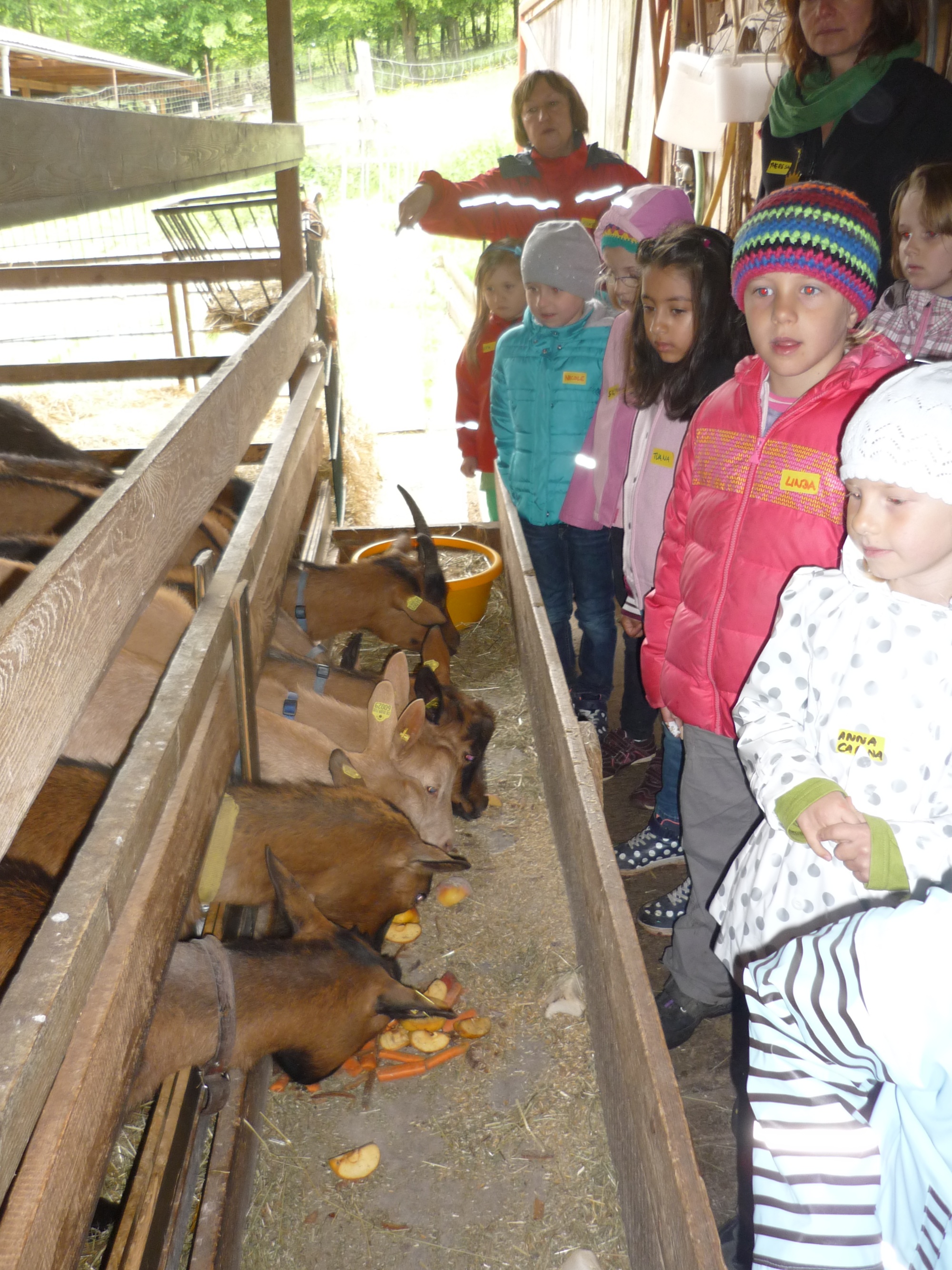 Besuch im Schafstall bei Familie Lips